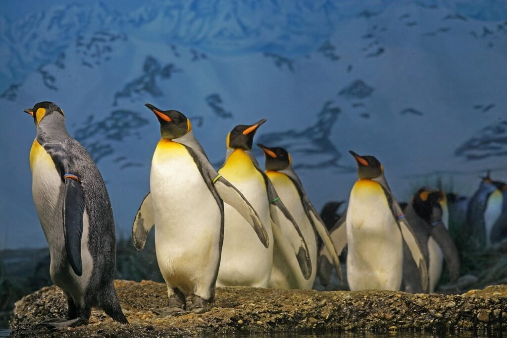 king penguin, penguin, beaks, penguin flock, bird, nature, water bird, group, animal, zoo